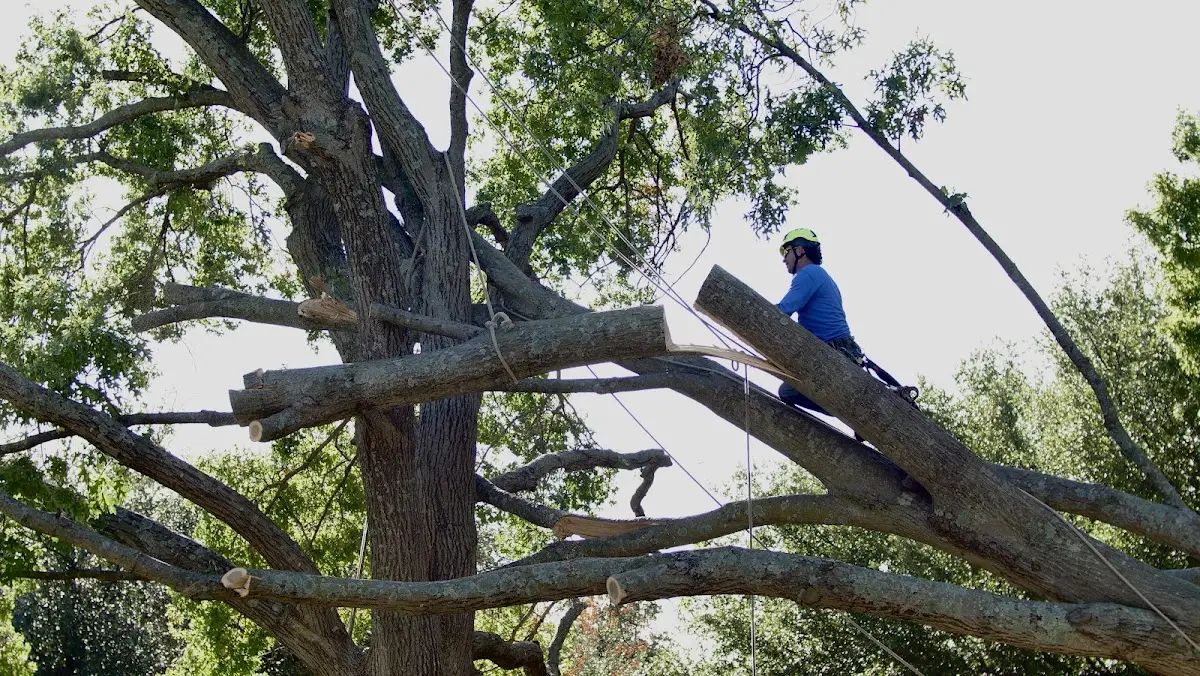 Professional Hazardous Tree Removal performed by certified arborists in Cleveland